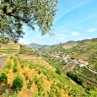 Douro Valley: Vineyards and small village near Peso da Regua, Portugal
278016800
agriculture, countryside, cultivation, da, douro, duero, europe, farm, field, foliage, grape, green, harvest, heritage, hill, holiday, icon, industry, lamego, landmark, landscape, mountain, nature, olive, peso, pinhao, plant, port, porto, portugal, red, region, regua, river, rural, scenic, summer, tasting, terrace, travel, tree, trip, valley, village, vine, vineyard, viticulture, wine, winery